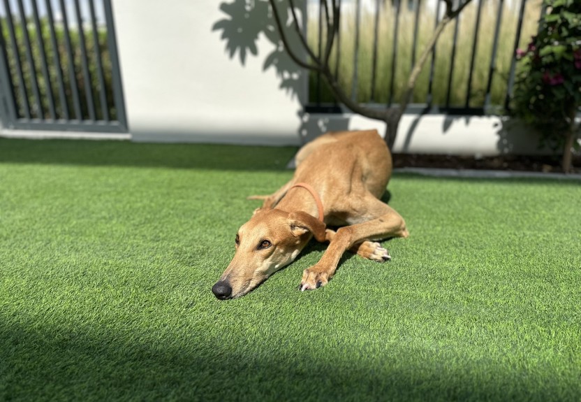 Meet M3 Dubai’s Mascot