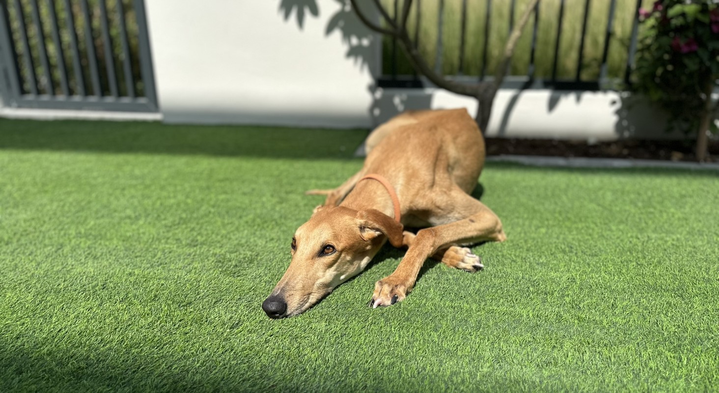 Meet M3 Dubai’s Mascot