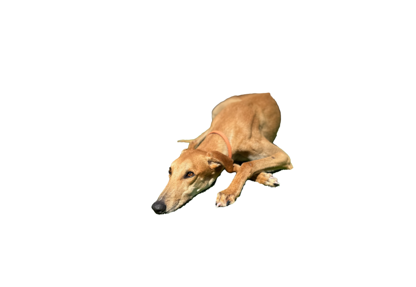 Meet M3 Dubai’s Mascot