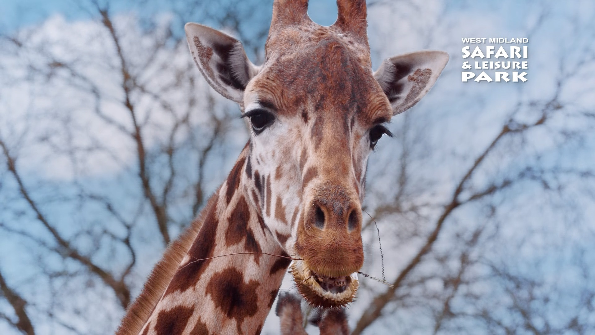 wmsp_dia-22_giraffe.jpg