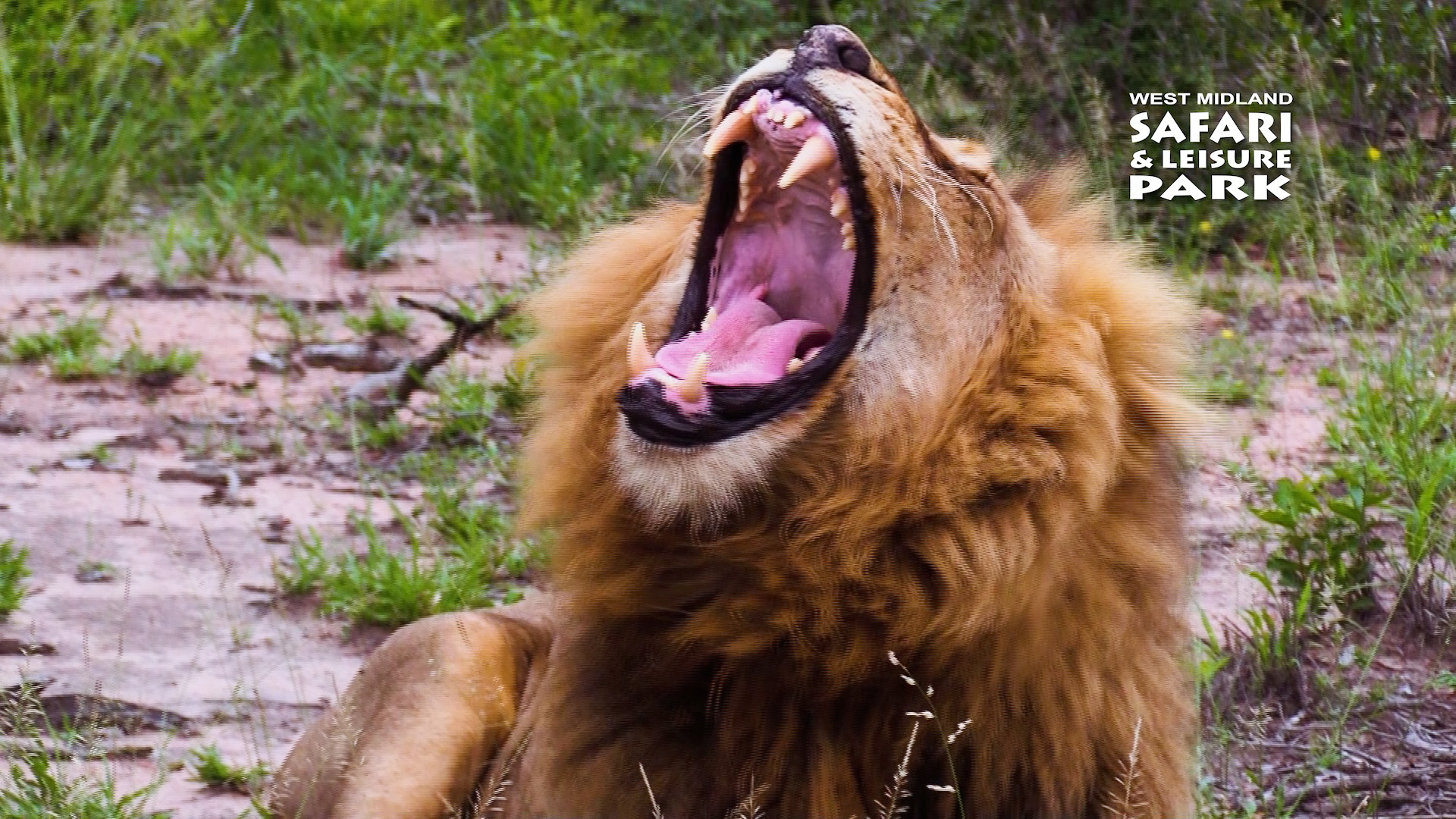 wmsp_dia-22_lion.jpg