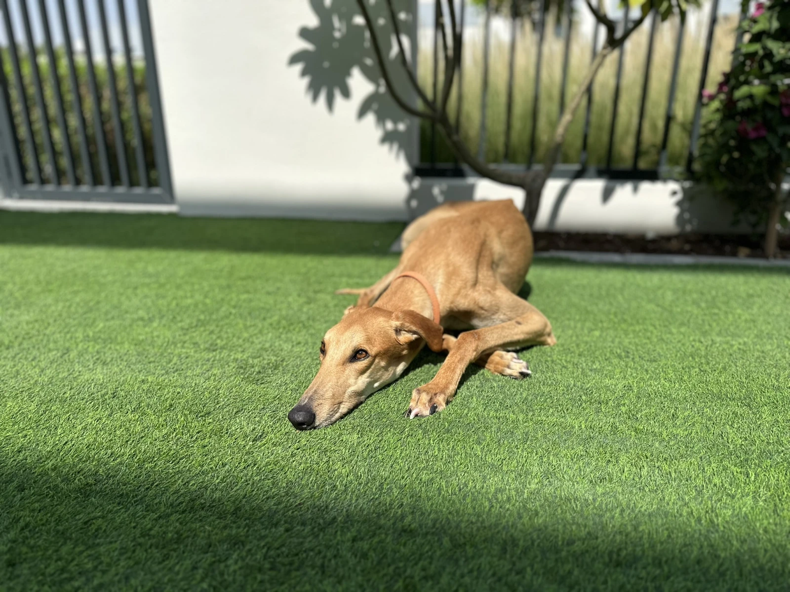 Meet M3 Dubai’s Mascot